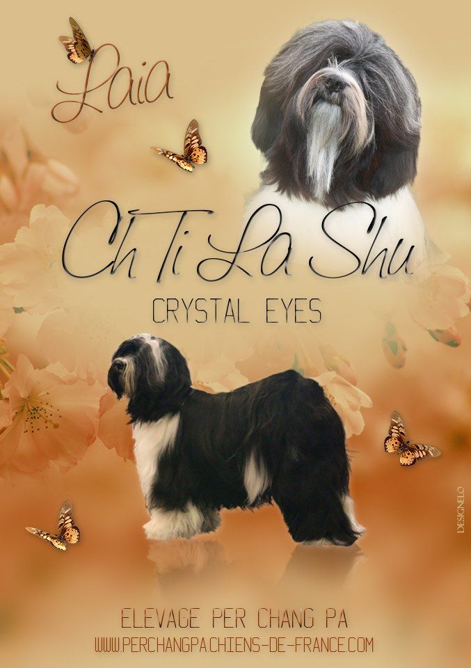 ti la shu Crystal eyes