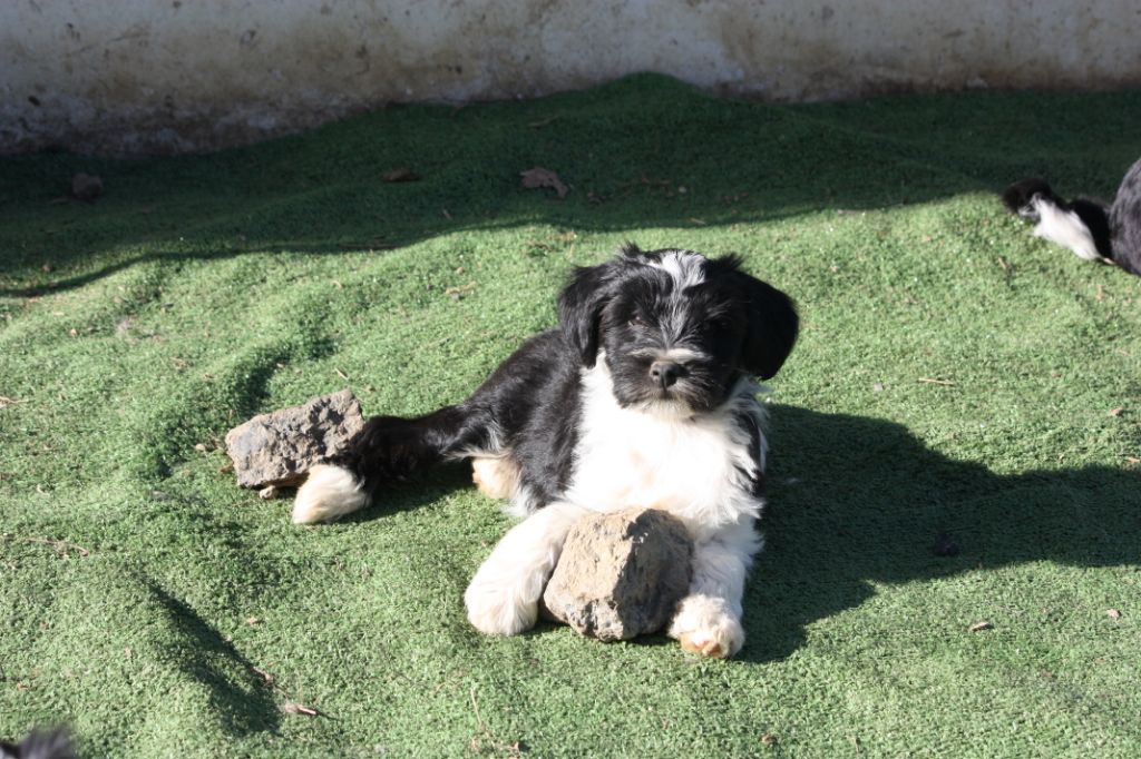 Per Chang Pa - Chiot disponible  - Terrier Tibetain