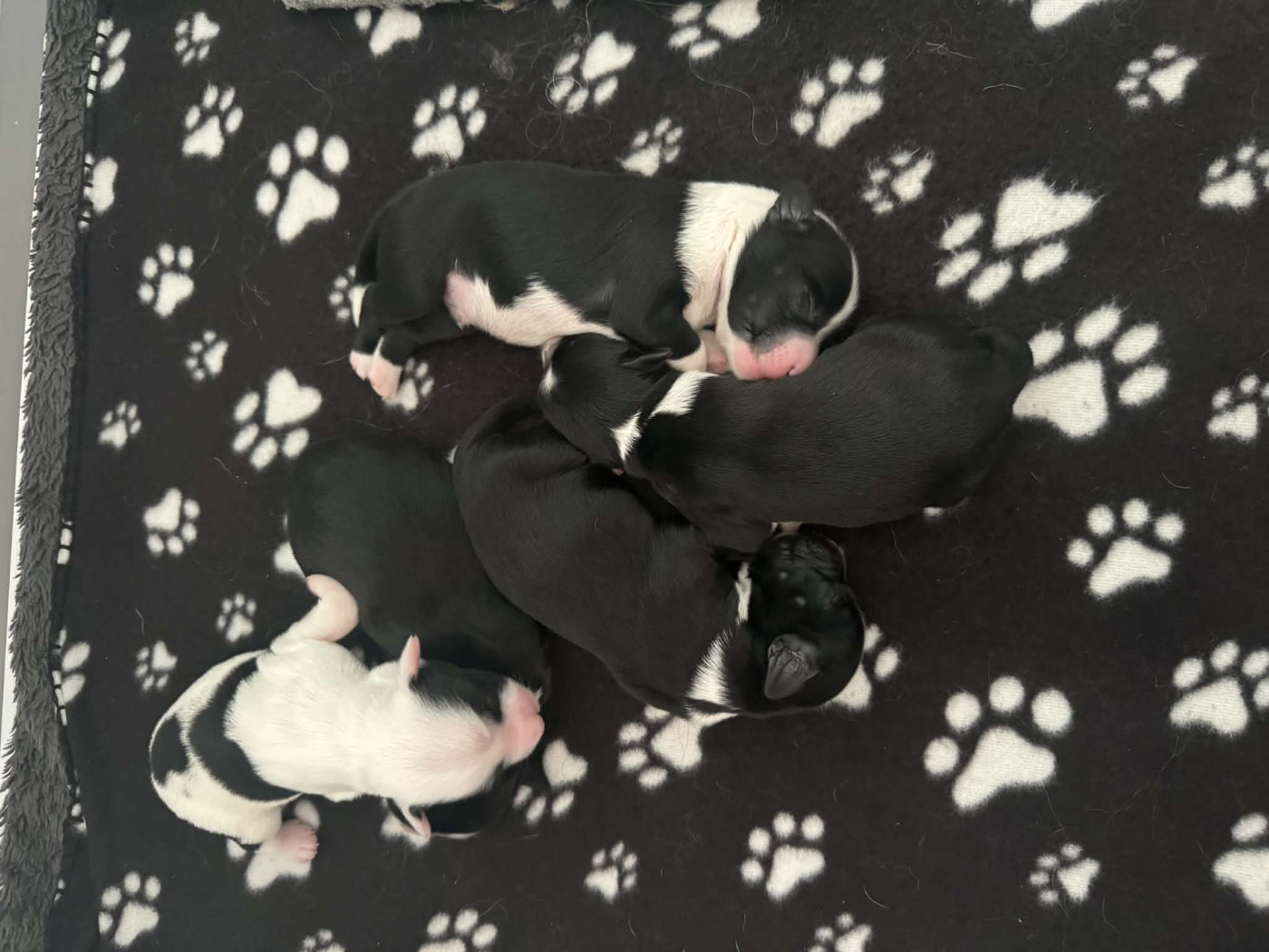 Chiot Terrier Tibetain Per Chang Pa