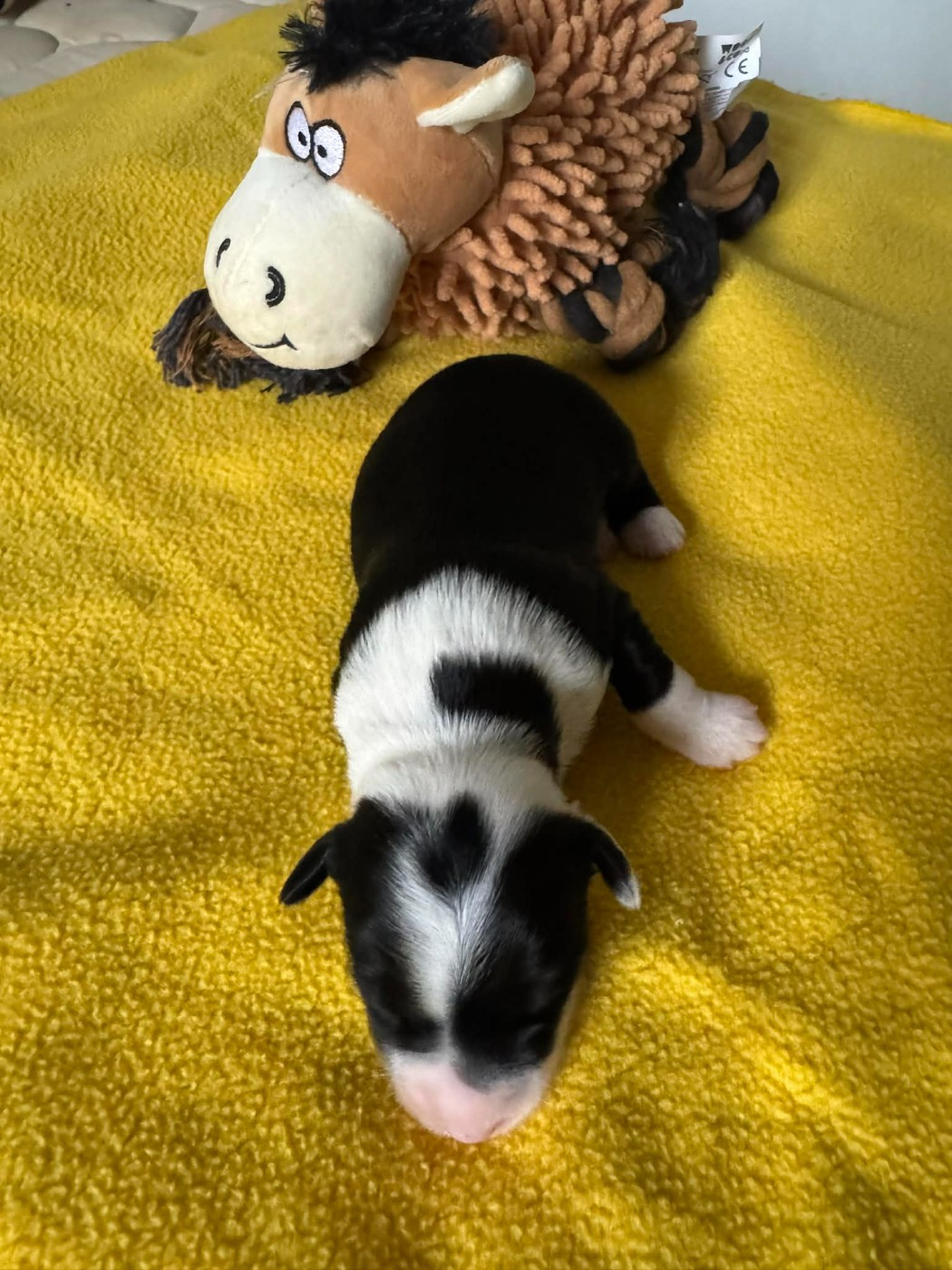 Per Chang Pa - Chiots disponibles - Terrier Tibetain