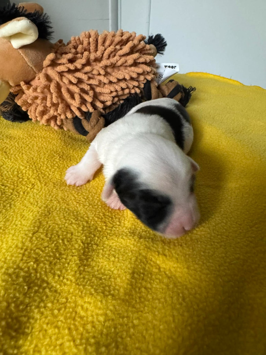 Per Chang Pa - Chiots disponibles - Terrier Tibetain