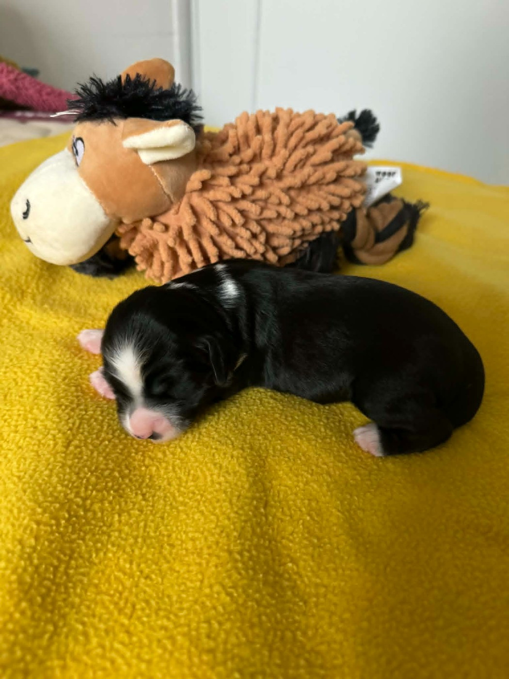 Per Chang Pa - Chiots disponibles - Terrier Tibetain