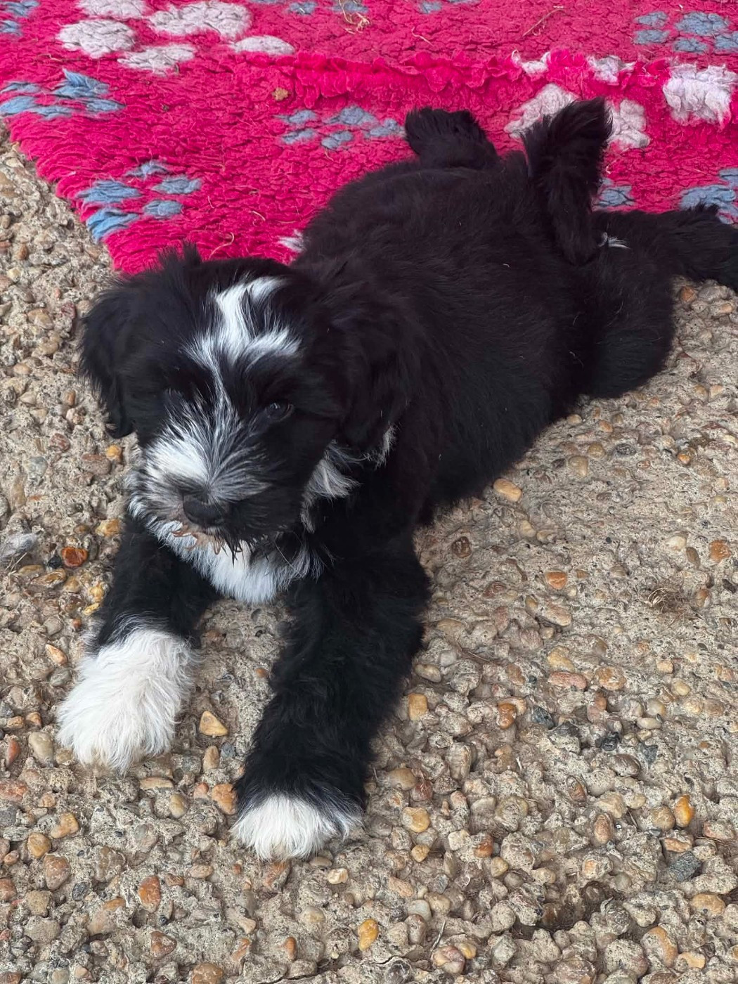 Per Chang Pa - Chiots disponibles - Terrier Tibetain