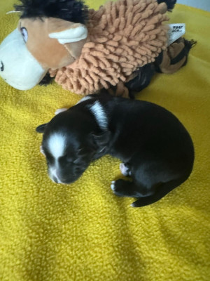 Chiot N°4